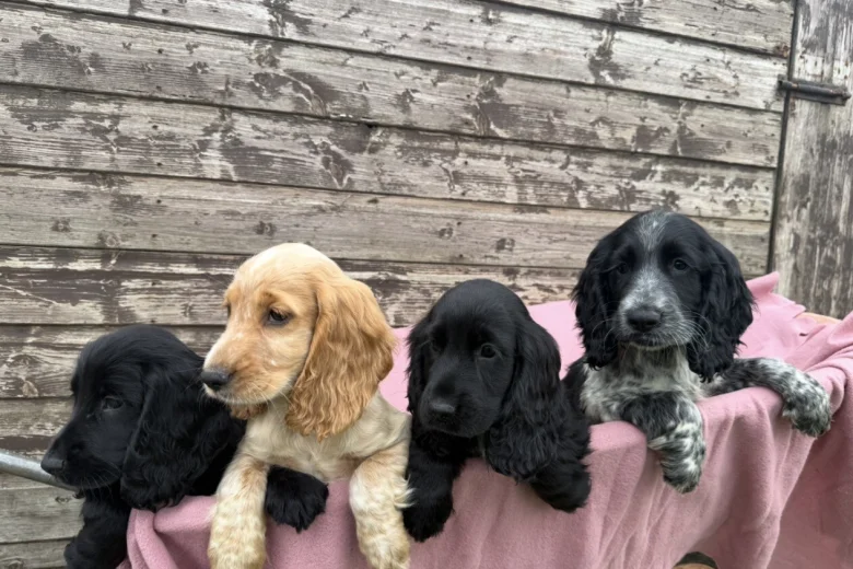 Cocker Spaniel (Show)