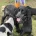 Cocker Spaniel (Show)