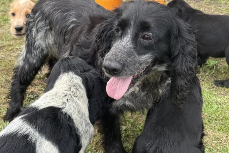 Cocker Spaniel (Show)