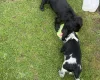 Cocker Spaniel (Show)