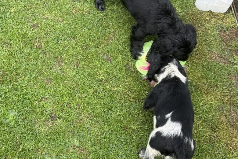 Cocker Spaniel (Show)