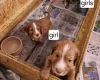 Cocker Spaniel (Working)
