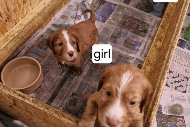 Cocker Spaniel (Working)