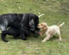 Cocker Spaniel (Show)