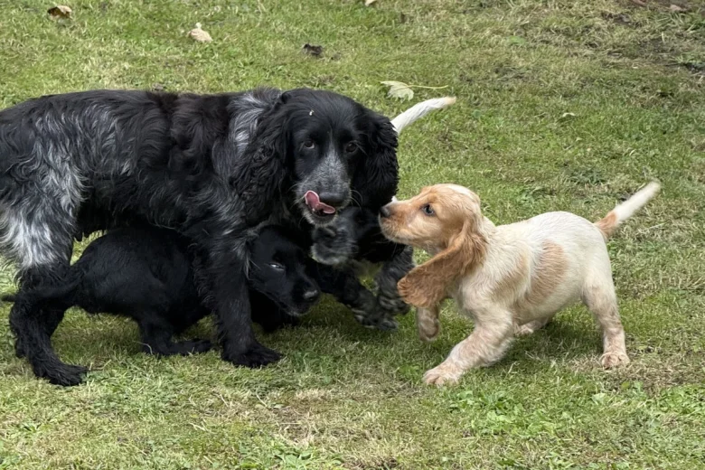 Cocker Spaniel (Show)