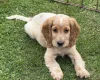 Cocker Spaniel (Show)