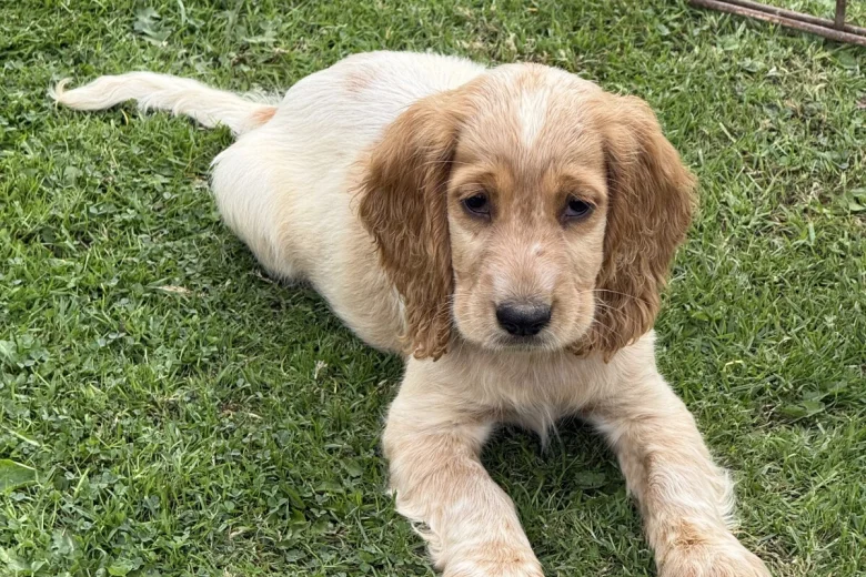 Cocker Spaniel (Show)