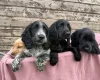 Cocker Spaniel (Show)