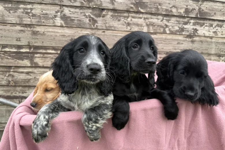 Cocker Spaniel (Show)