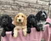 Cocker Spaniel (Show)