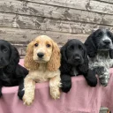 Cocker Spaniel (Show)