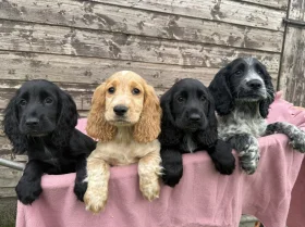 Cocker Spaniel (Show)