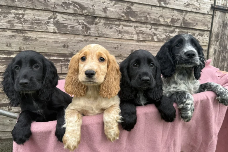 Cocker Spaniel (Show)
