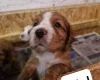 Cocker Spaniel (Working)