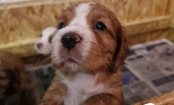 Cocker Spaniel (Working)