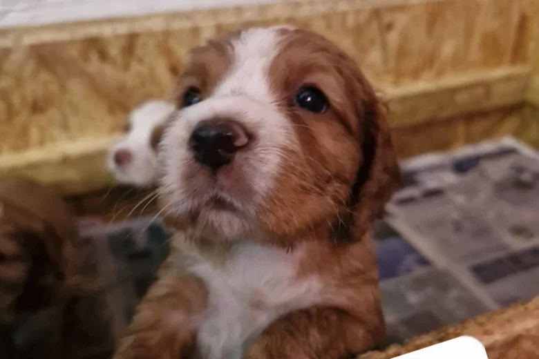 Cocker Spaniel (Working)