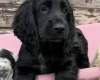 Cocker Spaniel (Show)
