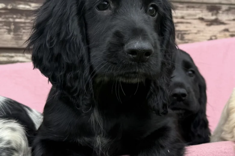 Cocker Spaniel (Show)