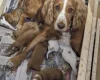 Cocker Spaniel (Working)
