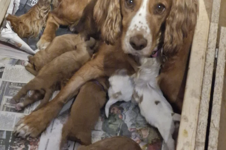 Cocker Spaniel (Working)