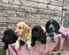 Cocker Spaniel (Show)
