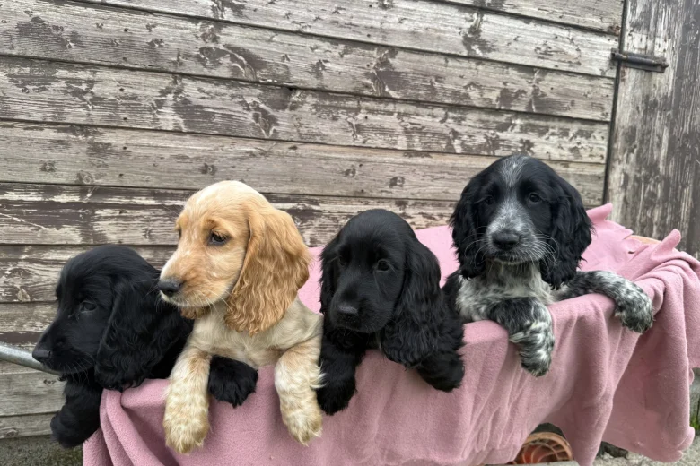 Cocker Spaniel (Show)