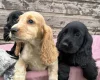 Cocker Spaniel (Show)