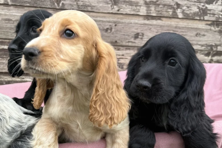 Cocker Spaniel (Show)