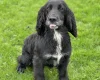 Cocker Spaniel (Show)