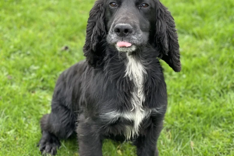 Cocker Spaniel (Show)