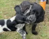 Cocker Spaniel (Show)