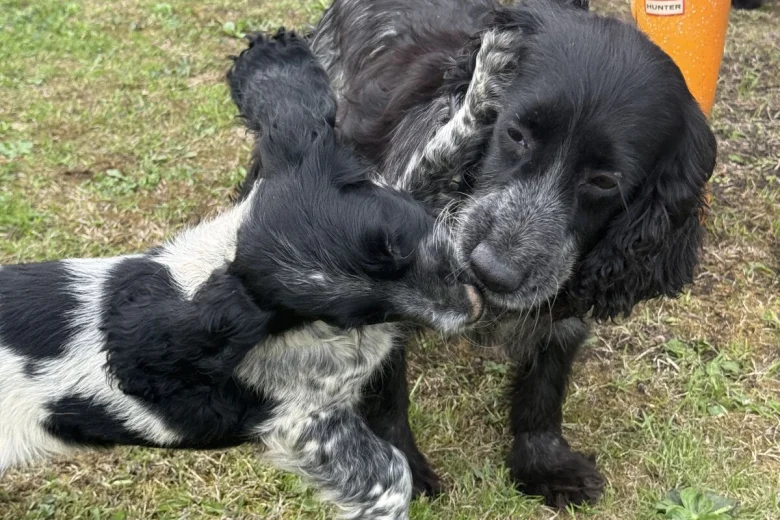 Cocker Spaniel (Show)
