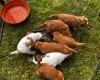 Cocker Spaniel (Working)