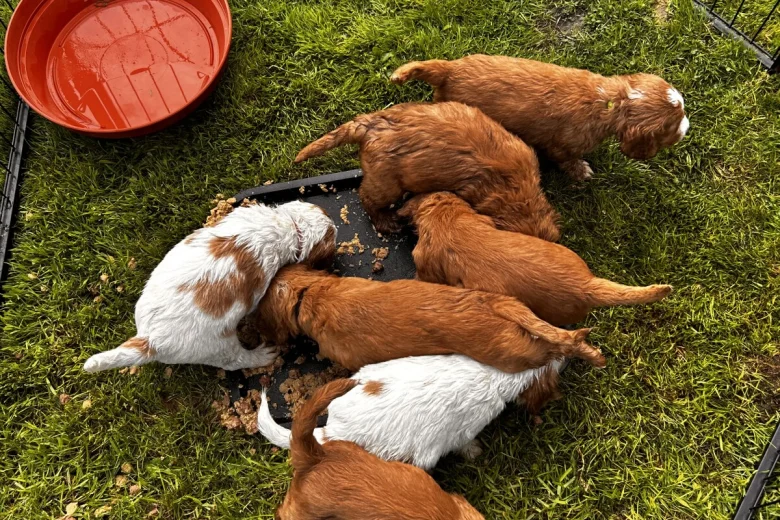Cocker Spaniel (Working)