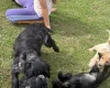 Cocker Spaniel (Show)
