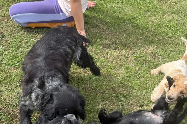 Cocker Spaniel (Show)