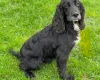 Cocker Spaniel (Show)