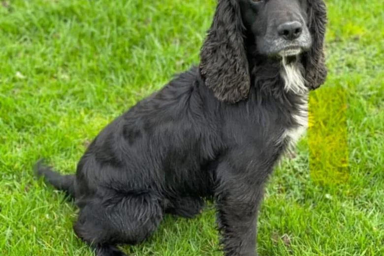 Cocker Spaniel (Show)