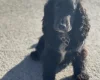 Cocker Spaniel (Show)
