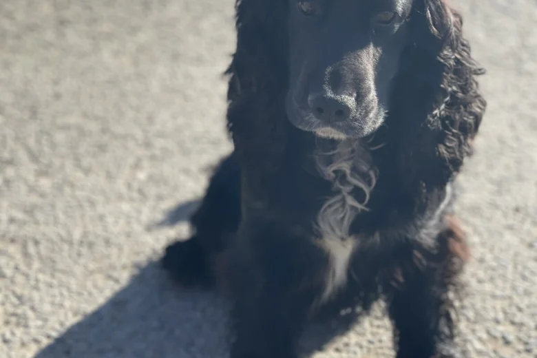 Cocker Spaniel (Show)