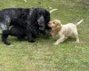 Cocker Spaniel (Show)