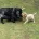 Cocker Spaniel (Show)