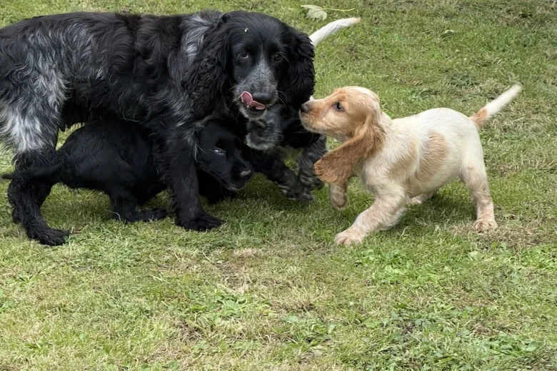 Cocker Spaniel (Show)