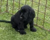 Cocker Spaniel (Show)