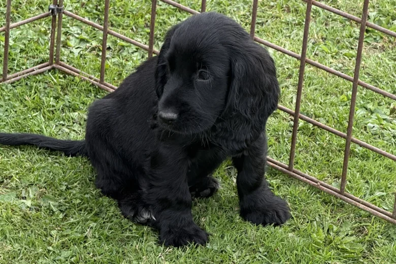 Cocker Spaniel (Show)