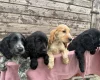 Cocker Spaniel (Show)