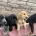 Cocker Spaniel (Show)