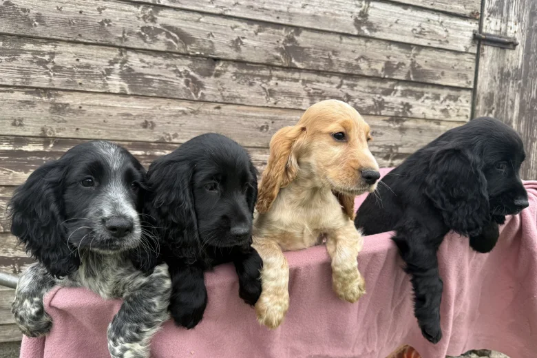Cocker Spaniel (Show)