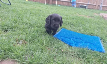 Cocker Spaniel (Working)