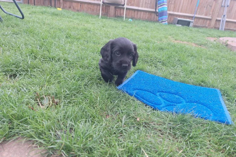 Cocker Spaniel (Working)